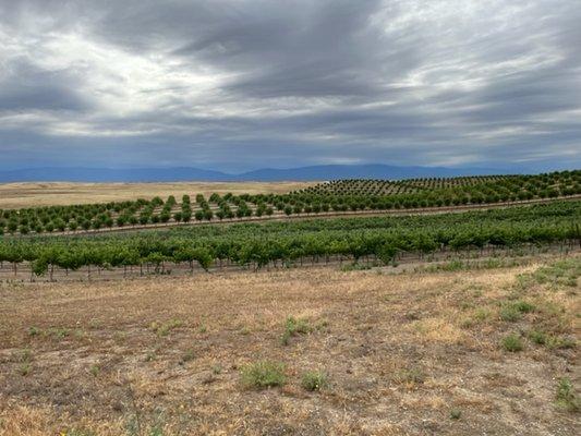 rolling hills, vines and sky