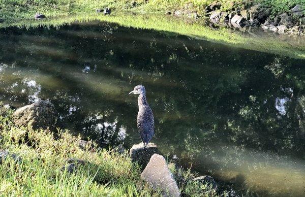 I saw lots of birds enjoying the quiet surroundings.