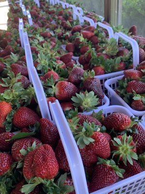 Fresh strawberries