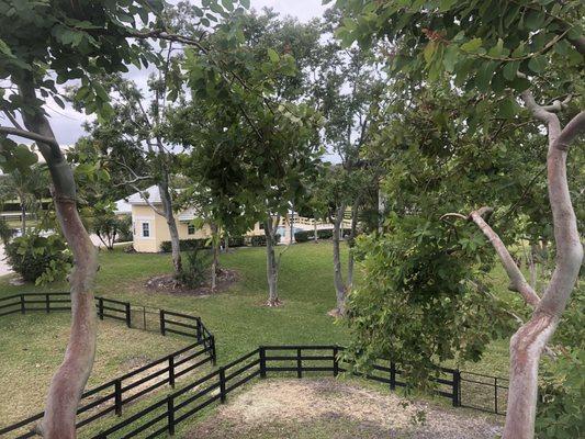 Horse farm tree trimming by Tree Services Pro in Palm Beach County.