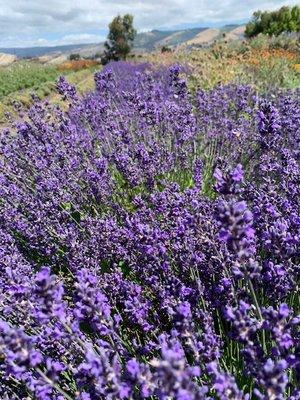 Lavender fields forever