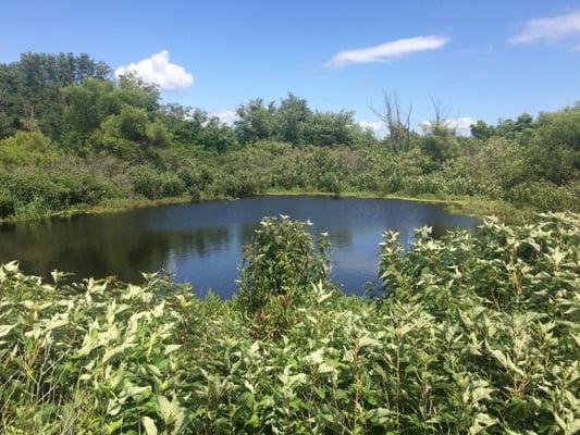 Pond hidden in brush