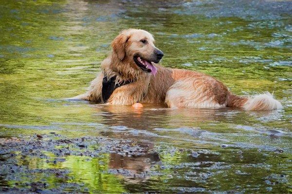 Golden retriever relaxing at dog beach at Whitewater Creek.