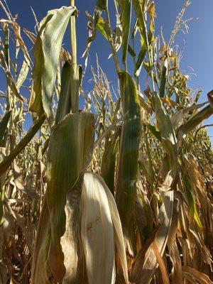 Corn  maze