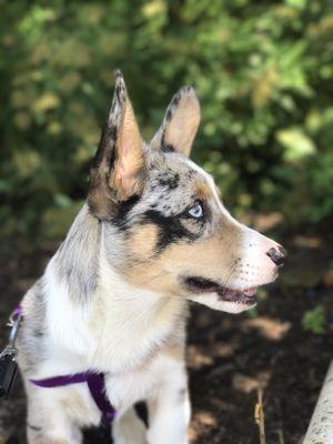 Luna after she lost her first tooth