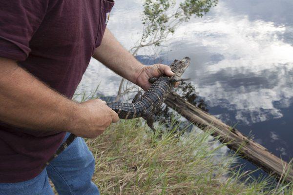 During boat tours, alligators are a common sight!