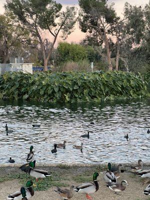 Duck and geese pond