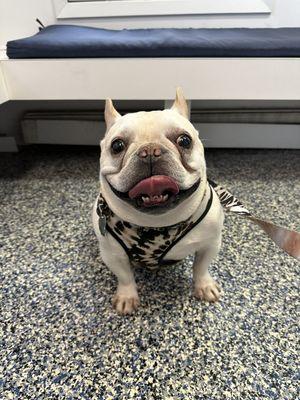 Oakley always happy to see us here at West Babylon Animal Hospital!