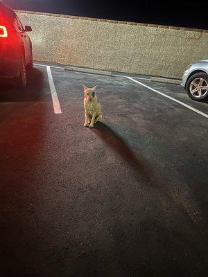 one of the very sweet strays chilling in the parking lot- not allowed inside, unfortunately!