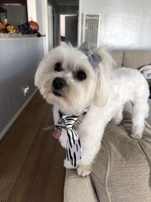 Right after her grooming! And she got a cool tie.