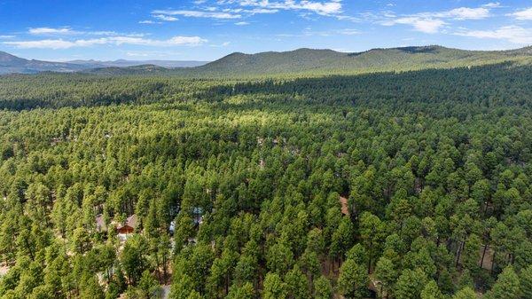 Aerial view of forest