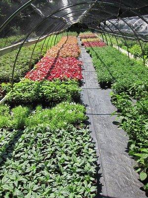 Twin Orchards Nursery