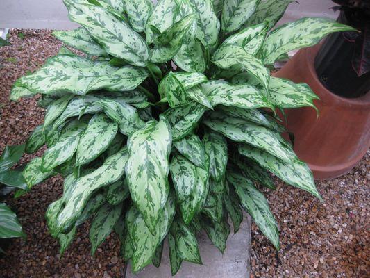 Aglaonema Indoor Lower Light Tropical