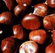 Free chestnut in week of nov 14