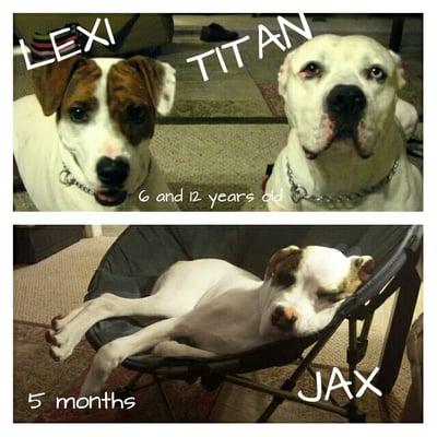 Titan and Lexi passed away last year.  Jax is our new puppy that just had unexpected surgery two days ago for eating a sock.