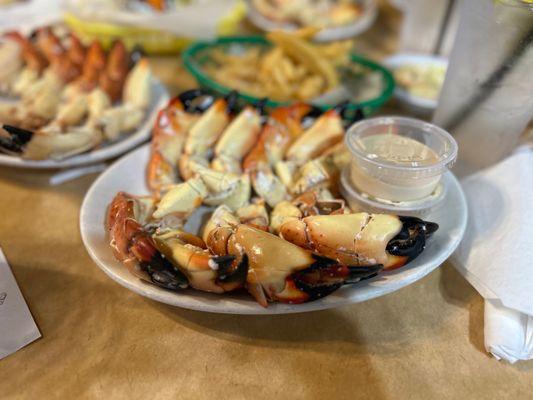 Fresh Florida Stone Crabs medium size