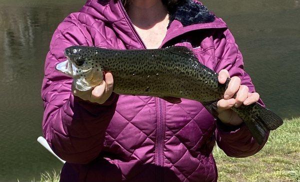 Rainbow trout