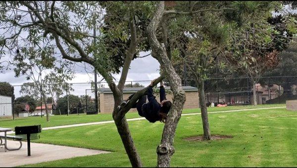 tree climbing