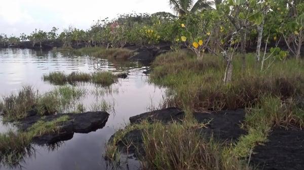 Tide pools