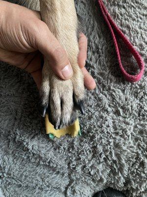 This photo shows Triggers paw laying directly on top of the splint that these ingrates put on him. You can see the sharp corners.