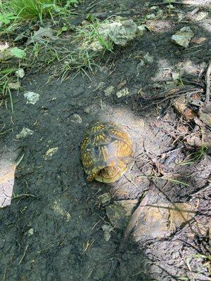 A turtle on the trail