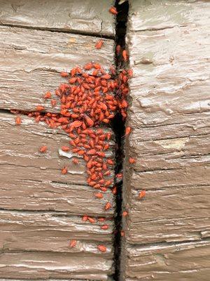 Box Elder Bugs, early stages