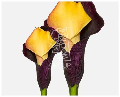 Double Calla Lilies