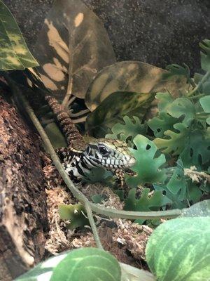 Baby tegu - Do your research before buying a reptile make sure you can take care of it for it's lifetime!