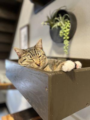 Orlando Cat Cafe