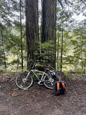 My newly serviced bike out on the trails.