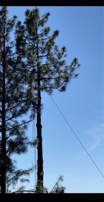 Removing two 100'+ trees, each limb goes down the ropes to where they want it, instead of just dropping them