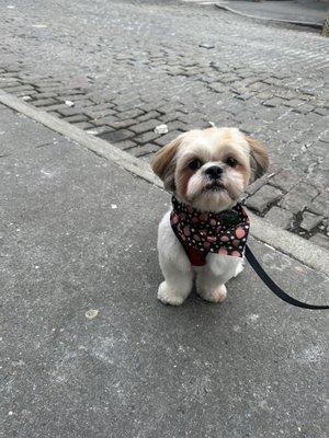 Shih Tzu ralphie!