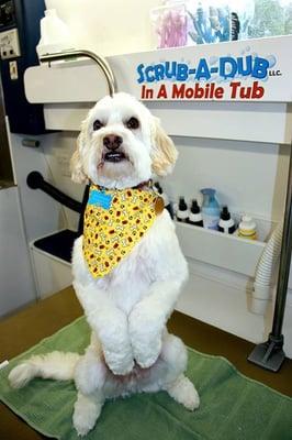 Mobile Dog Grooming in El Paso