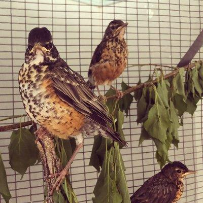 Juvenile Red-Breasted Robins.