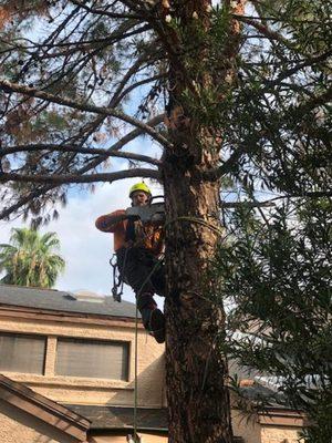 Pine removal in tight spot w/ crane