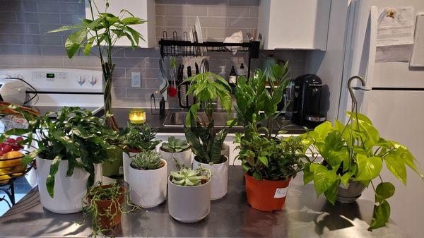 Kangaroo fern, money tree, fish hook plant, an arrangement of succulents, zz plant,  snake plant, lipstick pagoda, and string of dolphins