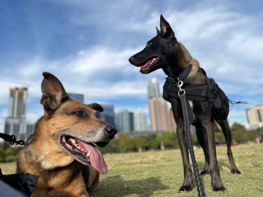 Downtown dogs after ThunderCloud Subs