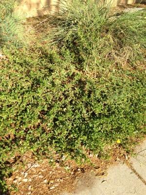 Lantana bush has been untrimmed since last fall a year ago.