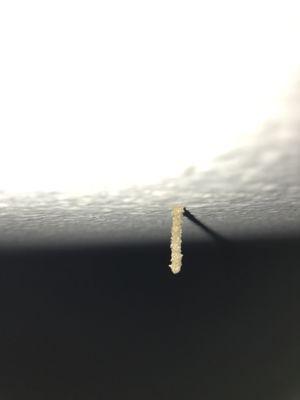 Solstice Arcadia apartment termites on the ceiling.