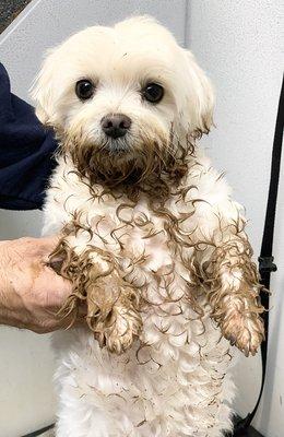 Gracie after playing in a mud puddle with Ken.