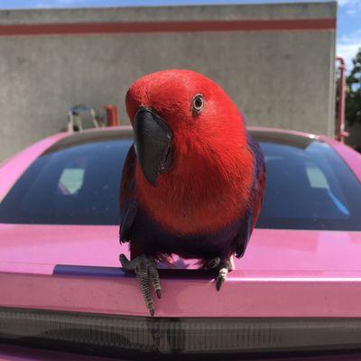 Ember the Eclectus