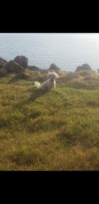 Harley on the lake.