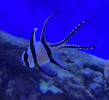 Cardinal fish Hooked On Reefs