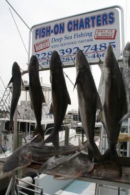 Cobia and Shark