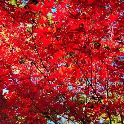 Beautiful Japanese Maple.