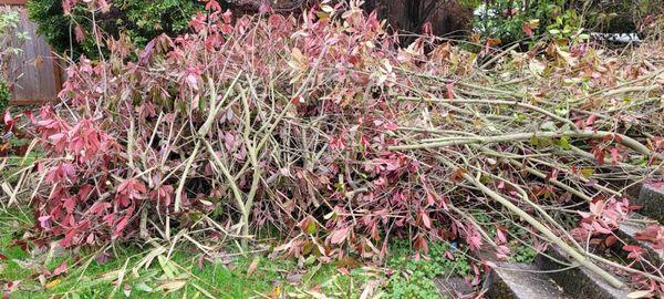 Storm debris.