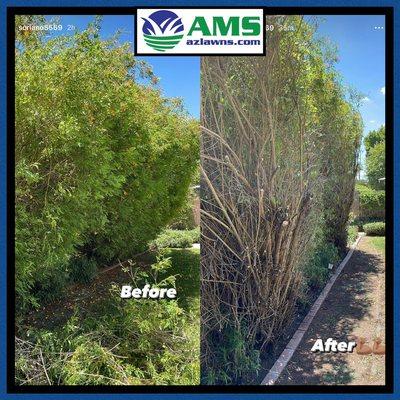 Landscaping cutbacks at a home in Phoenix