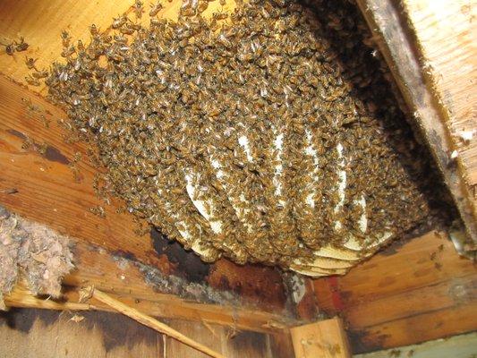 Huge Hive in the Attic!