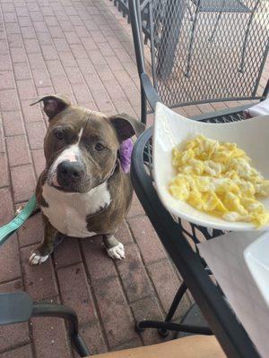 Scrambled eggs from the pup menu