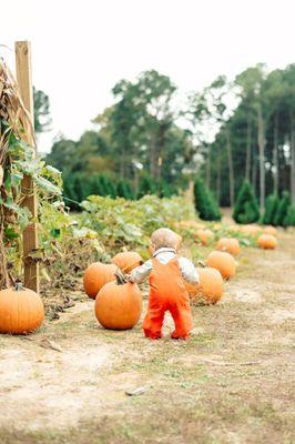 Motley's Pumpkin Patch